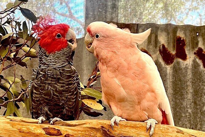 Rottnest Island All-Inclusive Grand Island Tour from Perth - Who Should Consider This Tour?