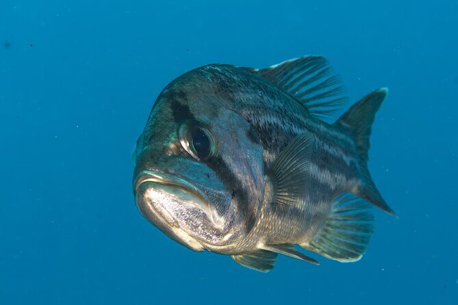 Rottnest Island Boat Dive Day Trip including Lunch - FAQs