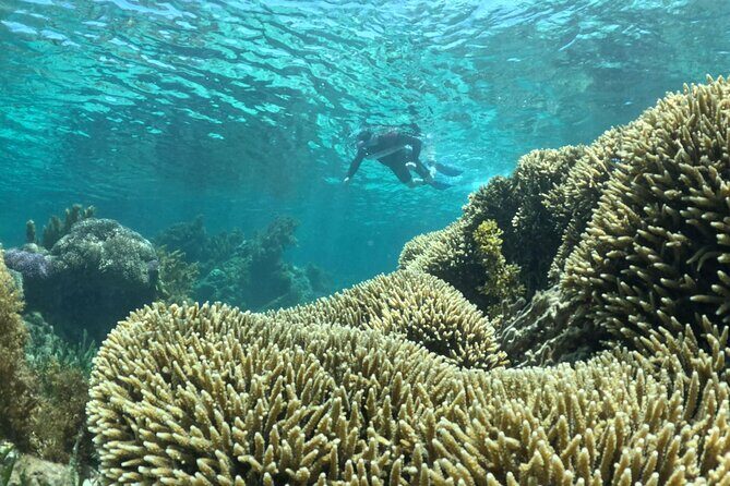 Rottnest Island Guided Snorkel Boat Experience - Final Thoughts