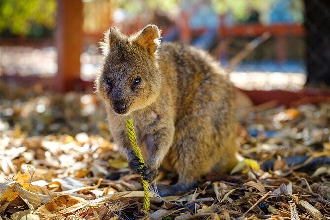 Rottnest Island Round Trip Ferry from Fremantle - Key Points