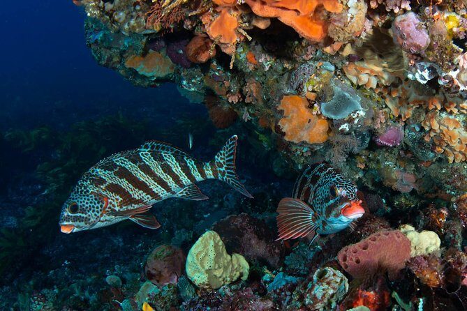 Rottnest Island scuba dive tour - Setting Sail for a Day of Marine Discovery
