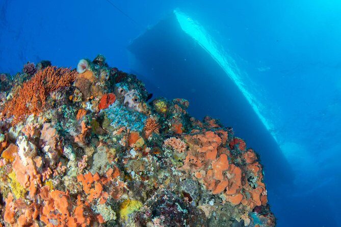 Rottnest Island scuba dive tour - Is This Tour Worth the Price?