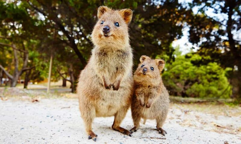 Rottnest Island Segway 1-Hour Settlement Tour - Exploring Rottnest Island on a Segway: What to Expect
