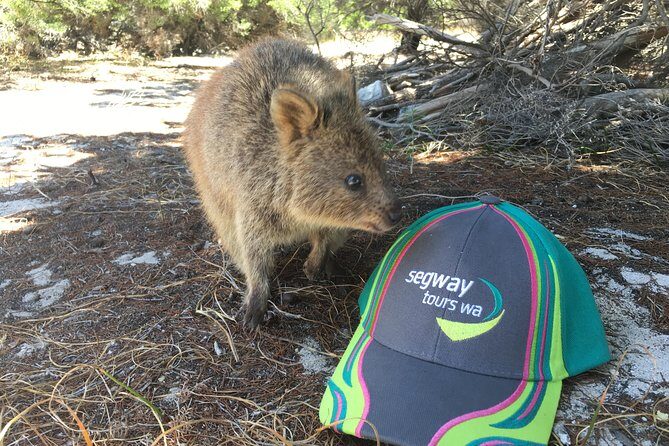 Rottnest Island Segway Tour: Fortress Adventure Tour - FAQ