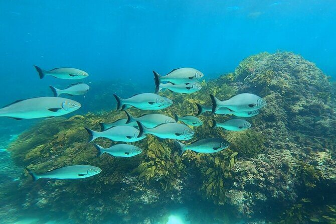 Rottnest Island 'Snorkel and Sail' - What Travelers Say: Authentic Feedback