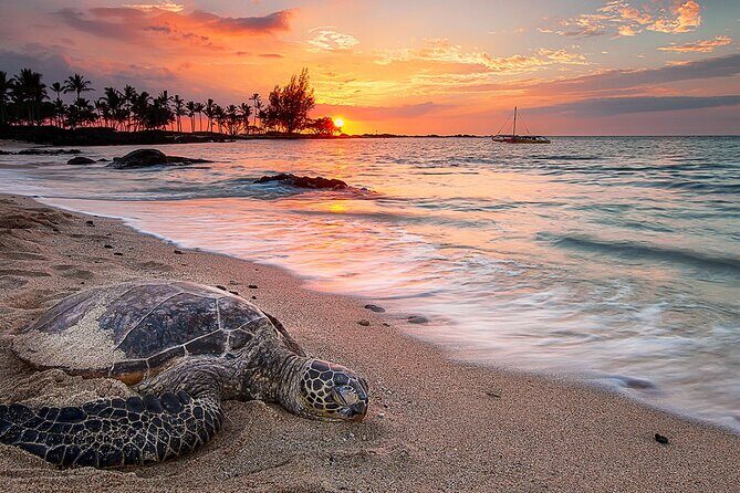 Round Trip Private Transfer Honolulu Airport HNL to Honolulu City - Why This Transfer Works Well for Different Travelers