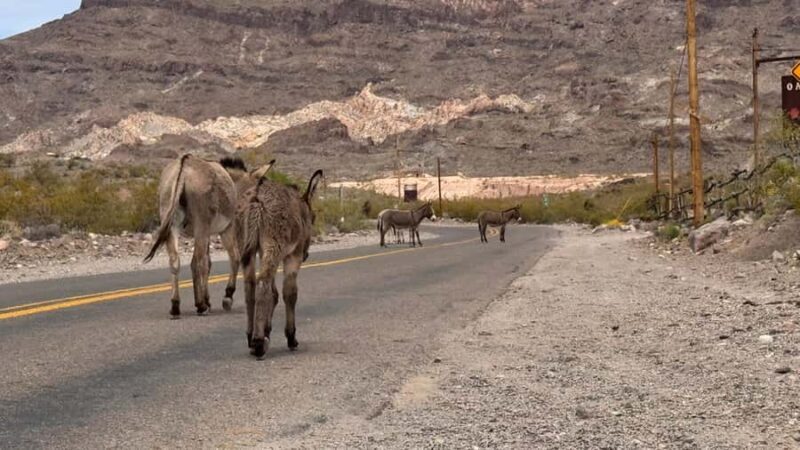 Route 66 Day Tour from Las Vegas: Oatman, Nelson & Kingman - The Sum Up