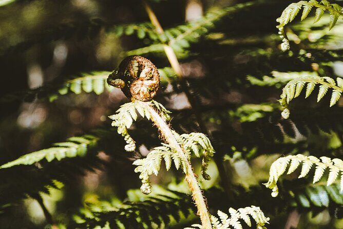 Routeburn Guided Day Hike from Te Anau with Lunch & Transport - The Sum Up: Who Is This Tour Best For?