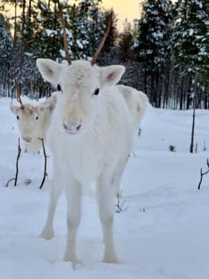 Rovaniemi: 3h Electric Snowmobile Safari at Reindeer Farm - Why This Tour Is Worth Considering