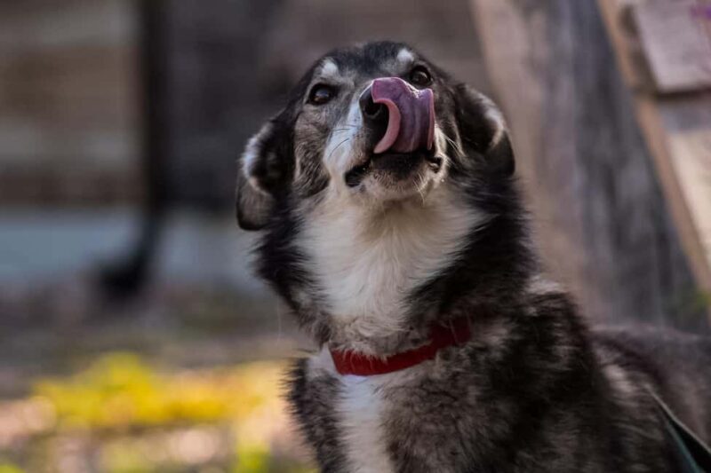 Rovaniemi: 4km Husky Cart Tour in Autumn - FAQ