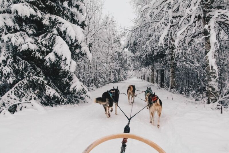 Rovaniemi: 7-Kilometer Self-Driven Apukka Husky Adventure - Authentic Insights from Reviewers