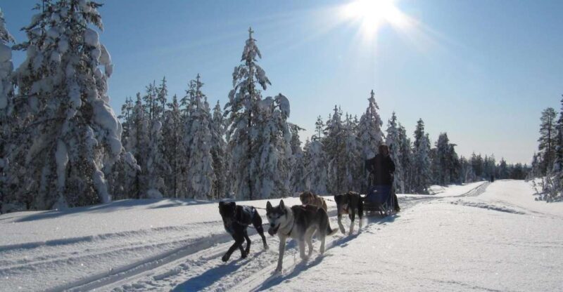 Rovaniemi: 7-Kilometer Self-Driven Apukka Husky Adventure - FAQ