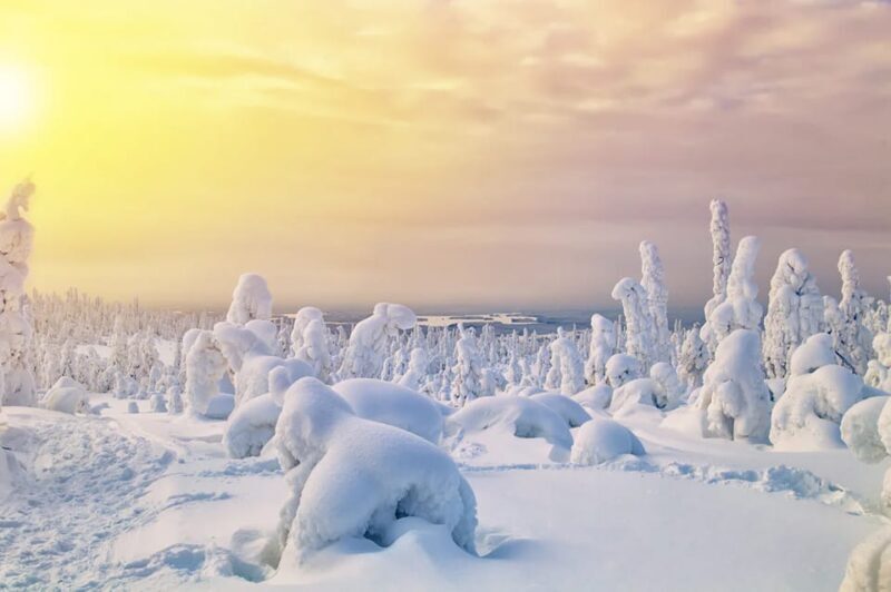 Rovaniemi: Arctic Animals Sleigh Rides and Wildlife Zoo - A Detailed Look at the Arctic Animals and Wildlife Park Visit