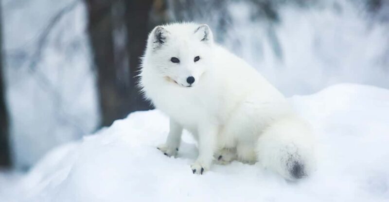 Rovaniemi: Arctic Animals Sleigh Rides and Wildlife Zoo - What Travelers Are Saying