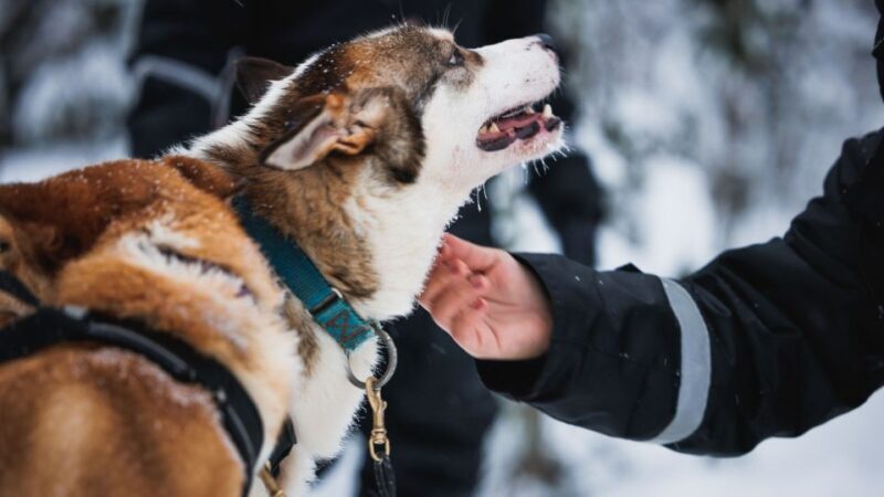 Rovaniemi: Arctic Circle Highlights by Snowmobile - Authentic Reviews: What Travelers Say