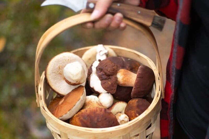 Rovaniemi: Arctic Wild Berry & Mushroom Foraging and Tasting - Rovaniemi: Arctic Wild Berry & Mushroom Foraging and Tasting – A Deep Dive