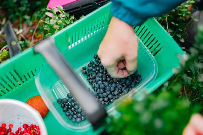 Rovaniemi: Arctic Wild Berry & Mushroom Foraging and Tasting - Who Would Enjoy This Tour?