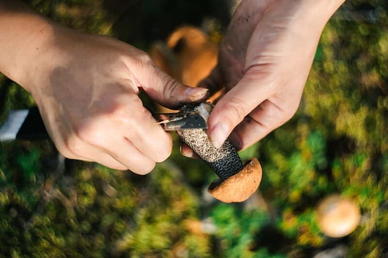 Rovaniemi: Arctic Wild Berry & Mushroom Foraging and Tasting - The Sum Up