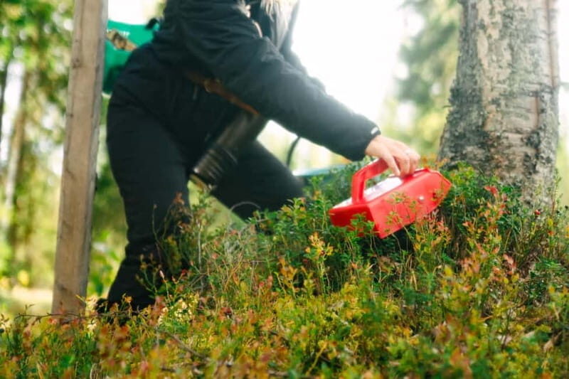 Rovaniemi: Arctic Wild Berry & Mushroom Foraging and Tasting - Frequently Asked Questions