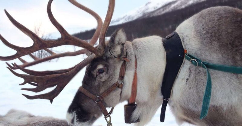 Rovaniemi: Authentic Reindeer Farm Visit and Sleigh Ride - Detailed Review of the Experience