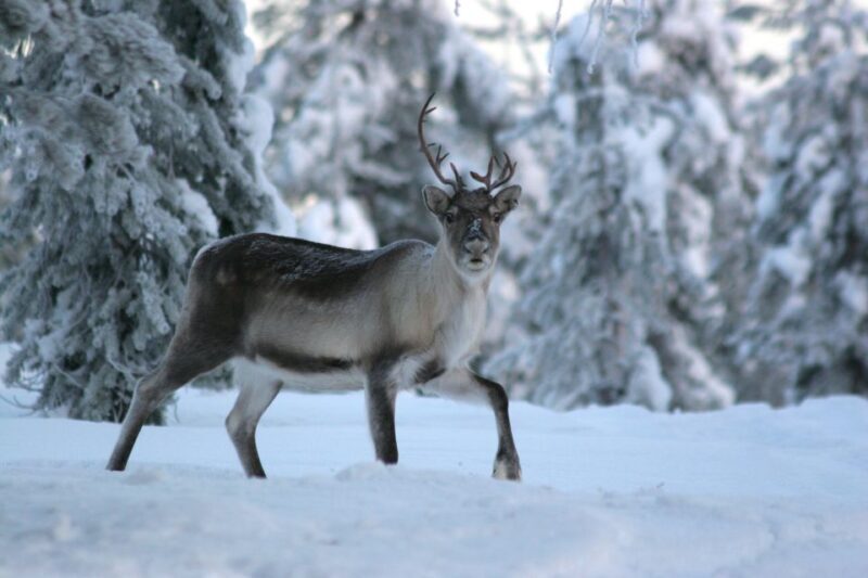Rovaniemi: Authentic Reindeer Farm Visit and Sleigh Ride - Frequently Asked Questions