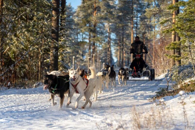 Rovaniemi: Autumn Husky Cart Ride with Hot Drink & Pickup - Key Points