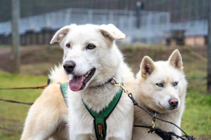 Rovaniemi: Autumn Husky Cart Ride with Hot Drink & Pickup - An In-Depth Look at the Autumn Husky Cart Ride