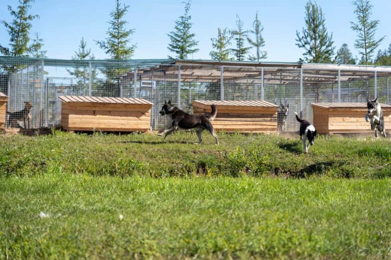 Rovaniemi: Autumn Husky Cart Ride with Hot Drink & Pickup - FAQs