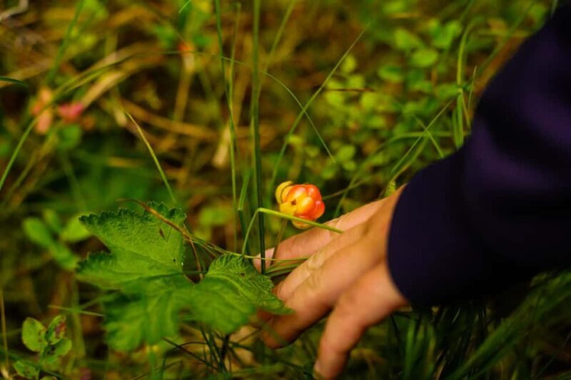Rovaniemi: Berry and Mushroom Picking with Wilderness Guide - Starting the Adventure: What to Expect from the Tour