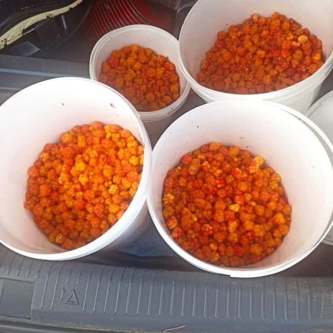 Rovaniemi: Berry Picking Tour with Traditional Laavu - The Laavu Experience: Cooking and Tasting Finnish Classics