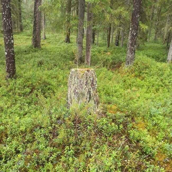 Rovaniemi: Berry Picking Tour with Traditional Laavu - The Sum Up
