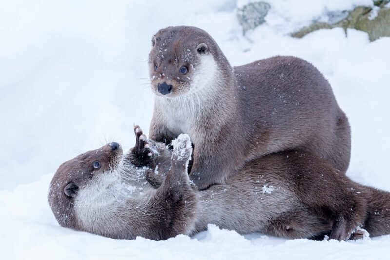 Rovaniemi: Day at Ranua Wildlife Park Arctic Zoo - Key Points