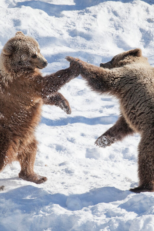 Rovaniemi: Day at Ranua Wildlife Park Arctic Zoo - FAQs