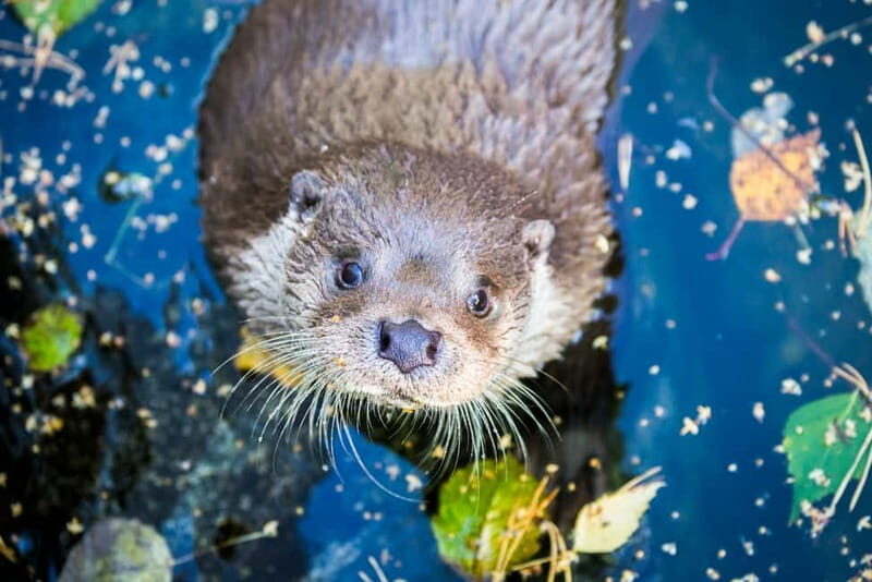 Rovaniemi: Day Trip to Ranua Wildlife Park - Rovaniemi: Day Trip to Ranua Wildlife Park