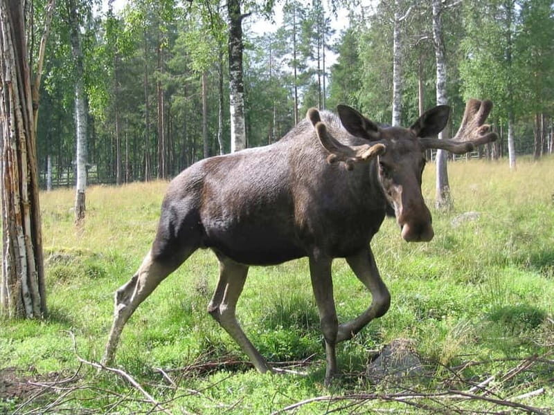 Rovaniemi: Day Trip to Ranua Wildlife Park - Key Points