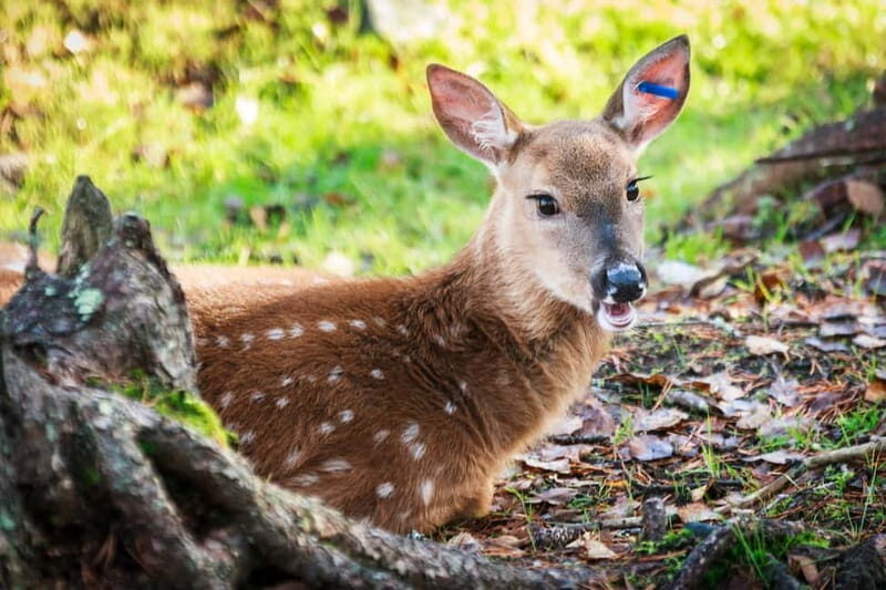 Rovaniemi: Day Trip to Ranua Wildlife Park - The Sum Up