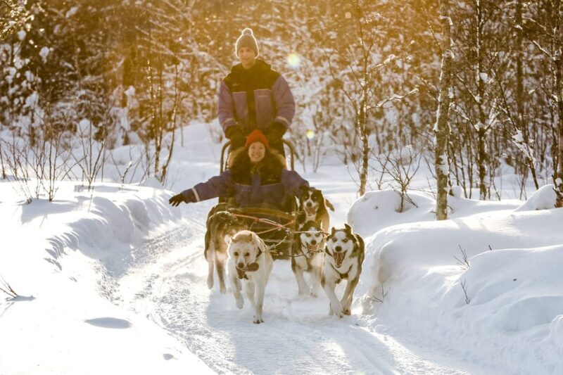 Rovaniemi: Daytime Husky Safari - Key Points