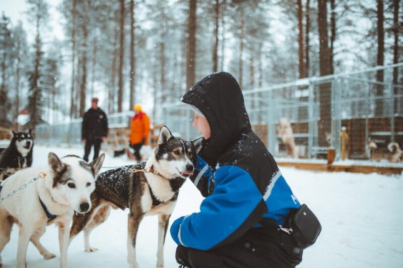Rovaniemi: Early Winter Husky Sled Ride - Key Points