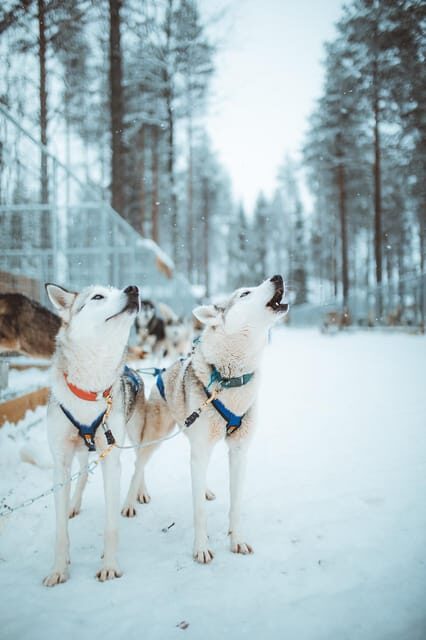 Rovaniemi: Early Winter Husky Sled Ride - An In-Depth Look at the Rovaniemi Husky Sled Ride