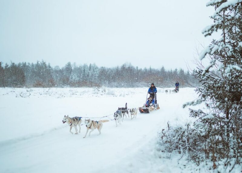 Rovaniemi: Early Winter Husky Sled Ride - Who Will Love This Experience?