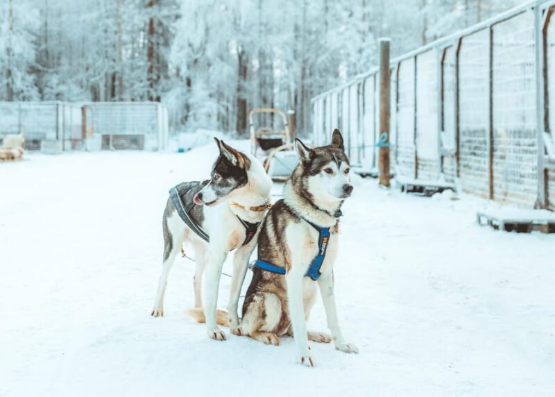 Rovaniemi: Early Winter Husky Sled Ride - Final Thoughts
