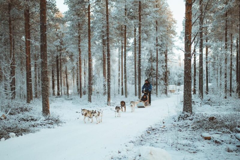 Rovaniemi: Early Winter Husky Sled Ride - FAQ