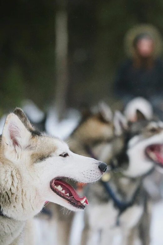 Rovaniemi: Family Friendly Husky Ride and Farm Visit - What to Expect from the Tour