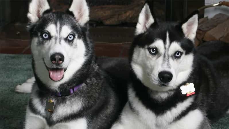 Rovaniemi: Family Friendly Husky Ride and Farm Visit - Authentic Experiences and Guides