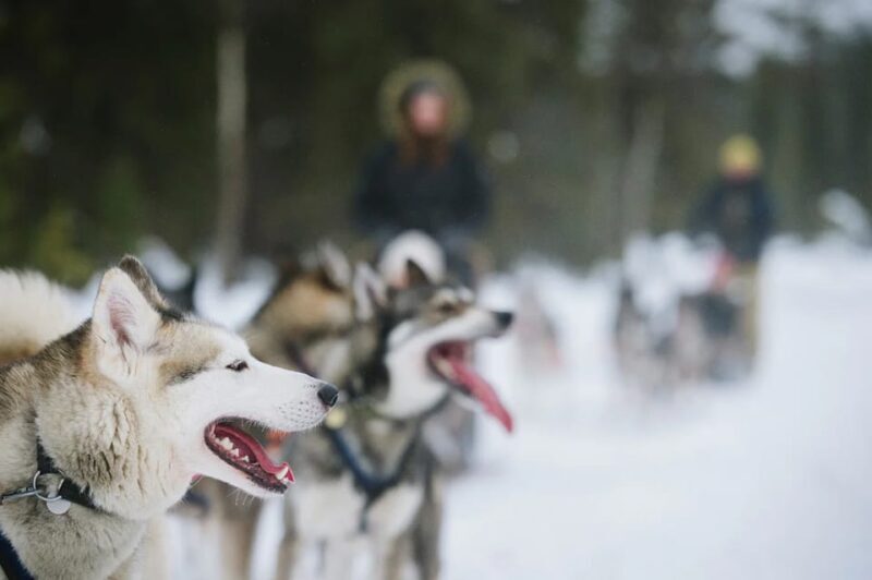 Rovaniemi: Family Friendly Husky Ride and Farm Visit - FAQs