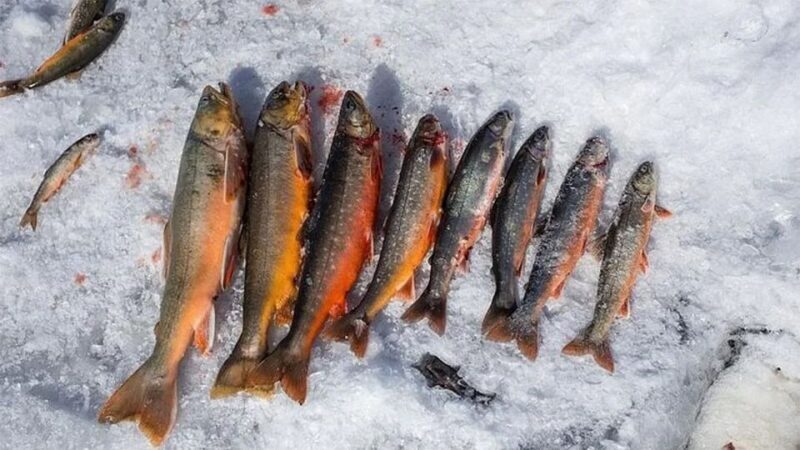 Rovaniemi: Half-Day Snowmobile & Ice Fishing Experience - What To Expect From This Tour