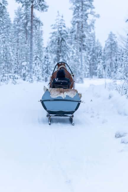 Rovaniemi: Horse-Drawn Sleigh Ride with Snacks and Transfer - Key Points: