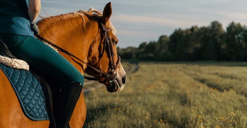 Rovaniemi: Horse Riding in Arctic Wilderness - Key Points