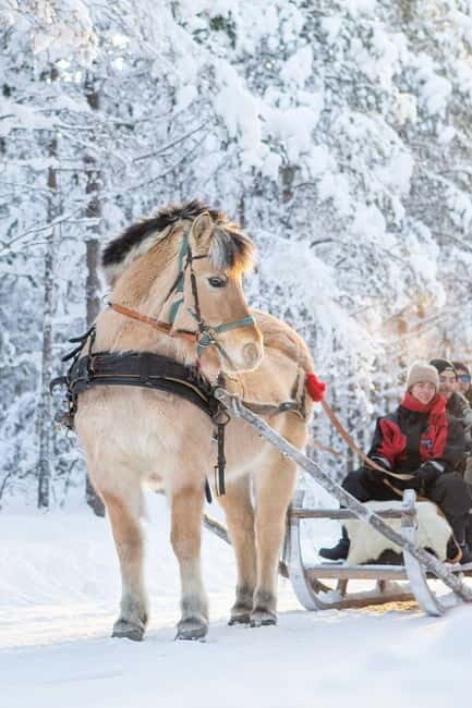 Rovaniemi: Horse Sleigh Ride under the Night Sky - Itinerary Breakdown: What to Expect