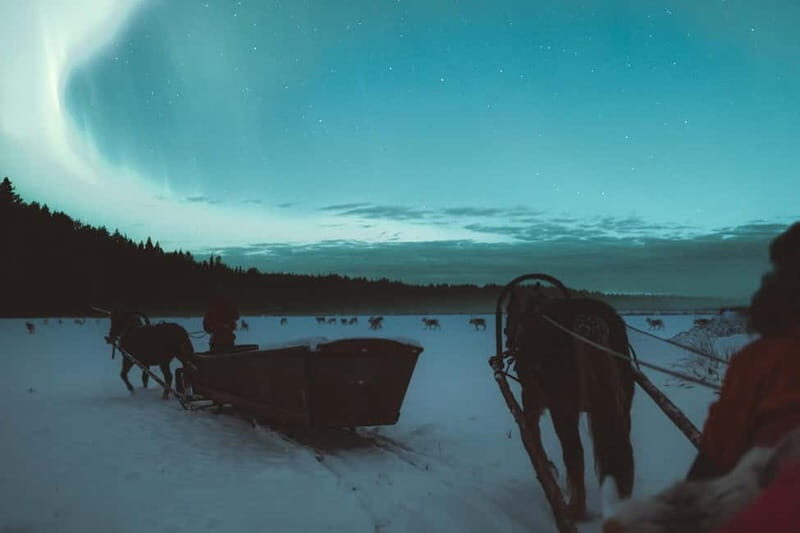 Rovaniemi: Horse Sleigh Ride under the Night Sky - Who Will Love This Experience?